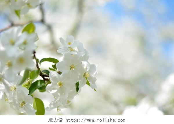 小清新春天樱花梅花背景图片